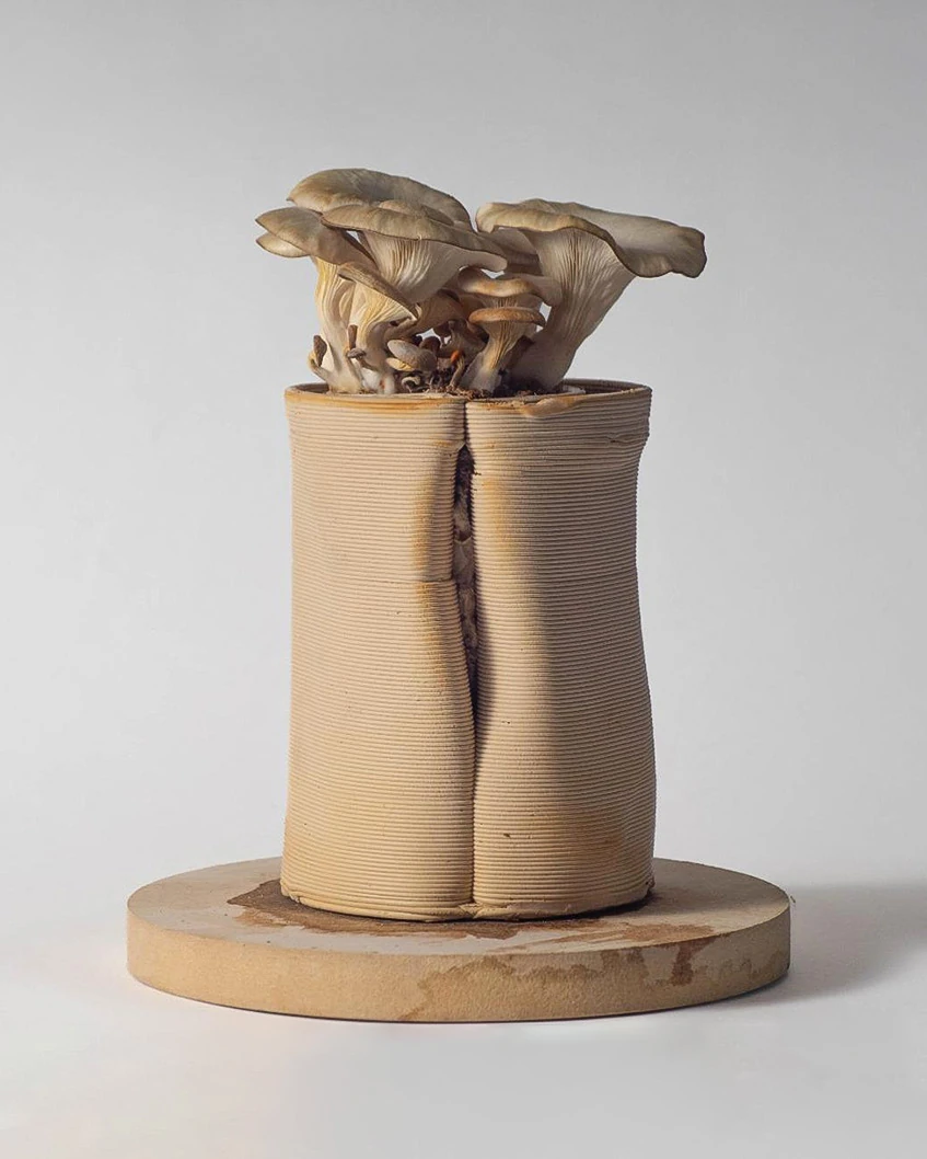 Fungus – 4